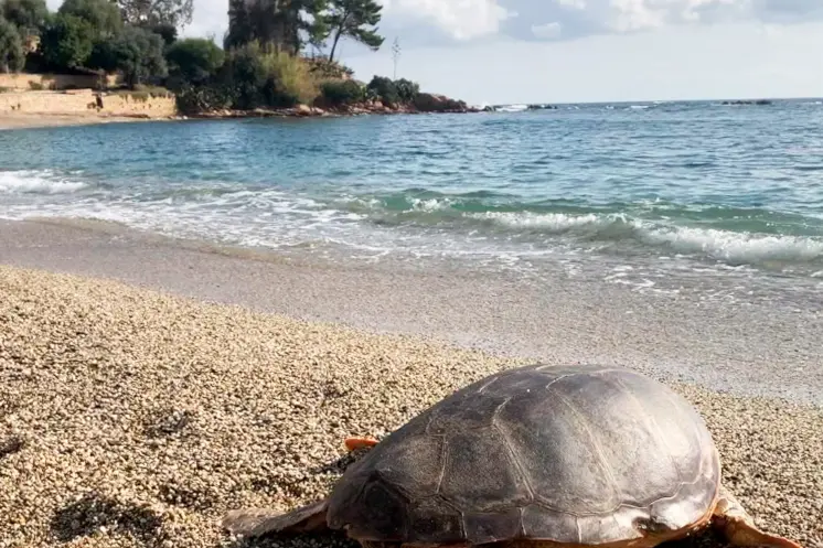 Una tartaruga su una spiaggia dell'Ogliastra