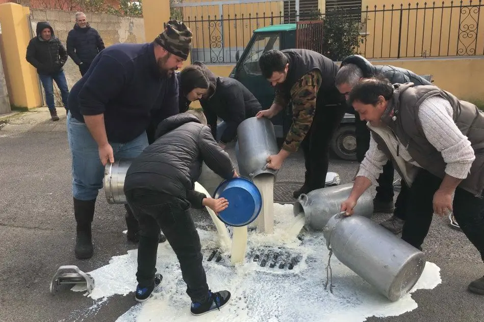 I pastori versano il latte a Cabras (L'Unione Sarda - Pinna)