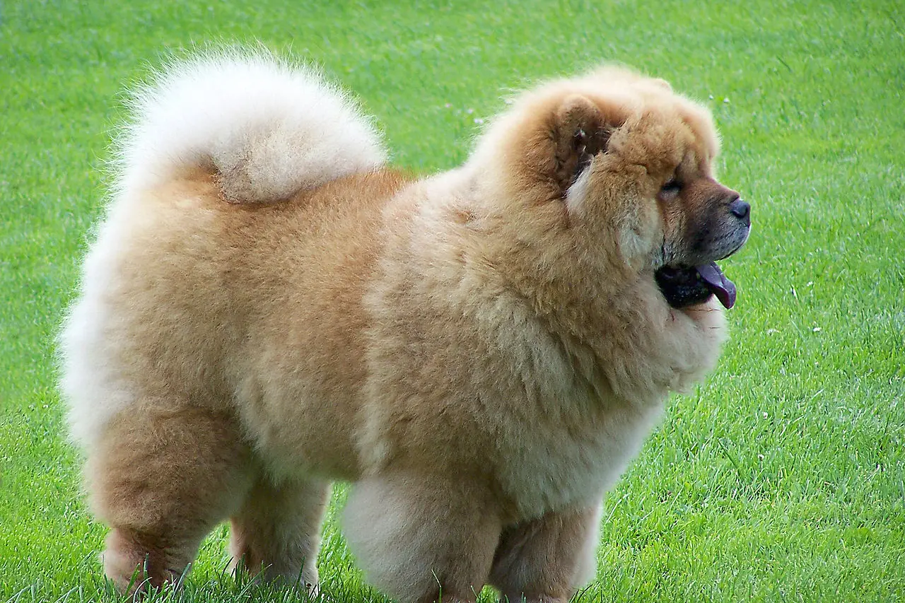Un cane di razza Chow Chow (foto Wikipedia)