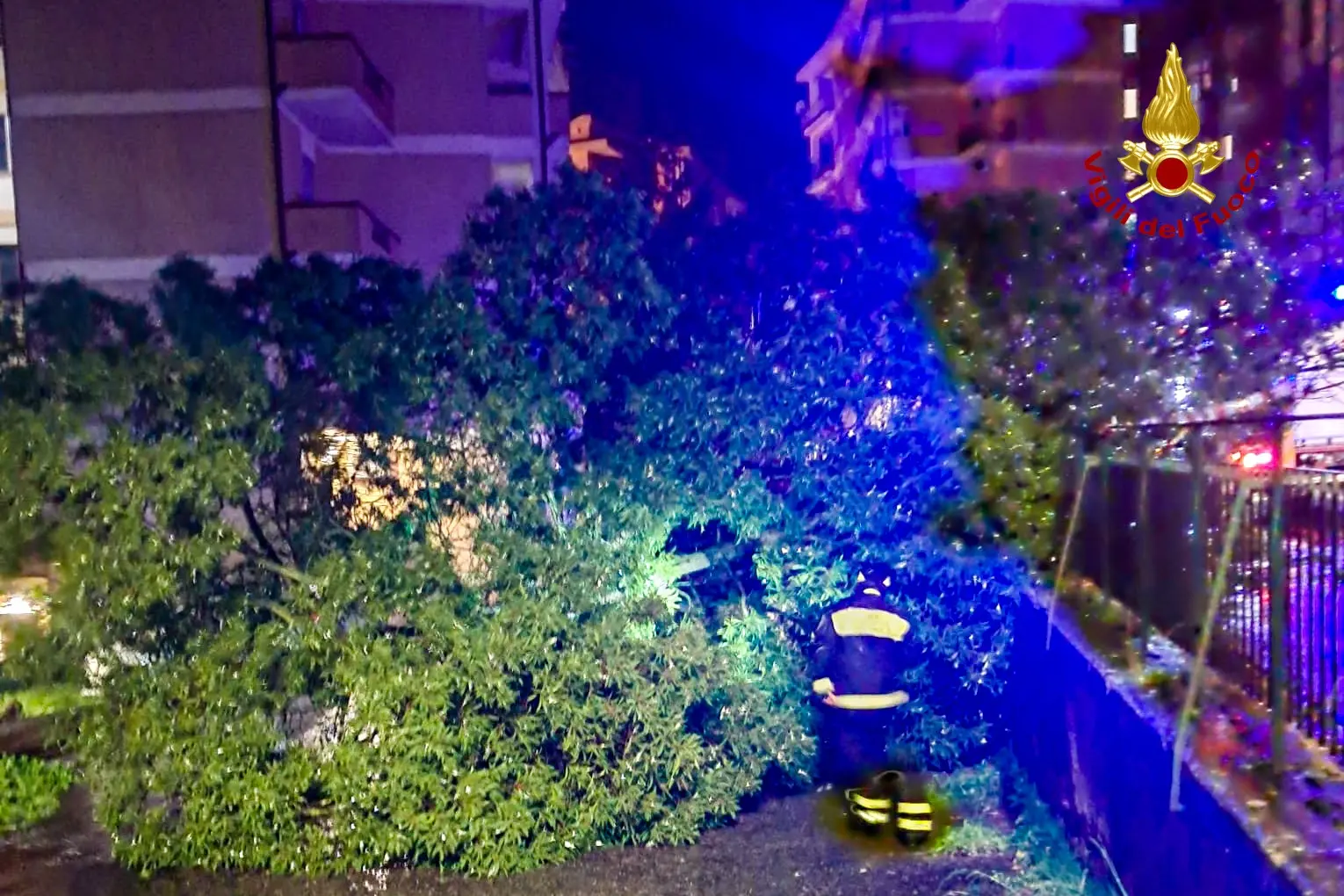 Intervento a Nuoro per un albero caduto