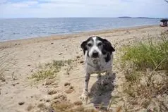 Un cane in spiaggia (foto concessa)