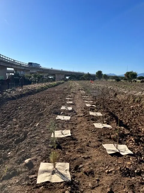 Le nuove piante (foto Comune di Cagliari)