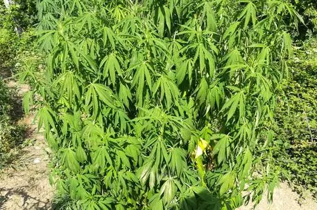 Una piantagione di marijuana (Ansa)