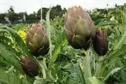 Una piantagione di carciofi