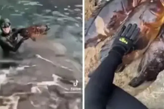 Le cernie pescate a Capo Caccia (frame da video)