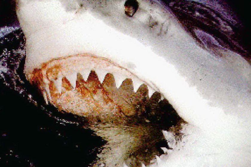 Ventenne aggredito da uno squalo: si salva con un laccio emostatico di fortuna