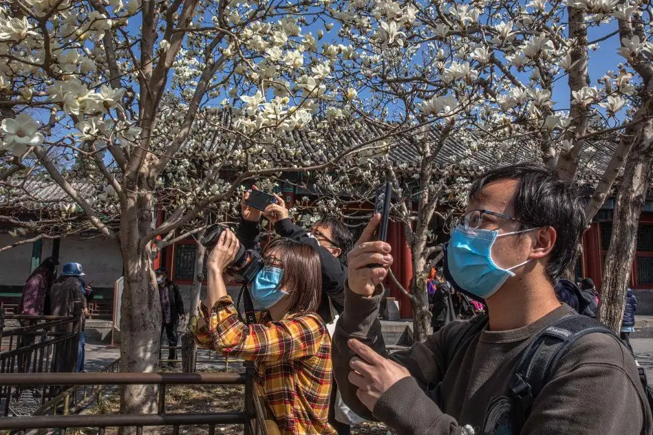 La fioritura dei ciliegi in Cina (Ansa)