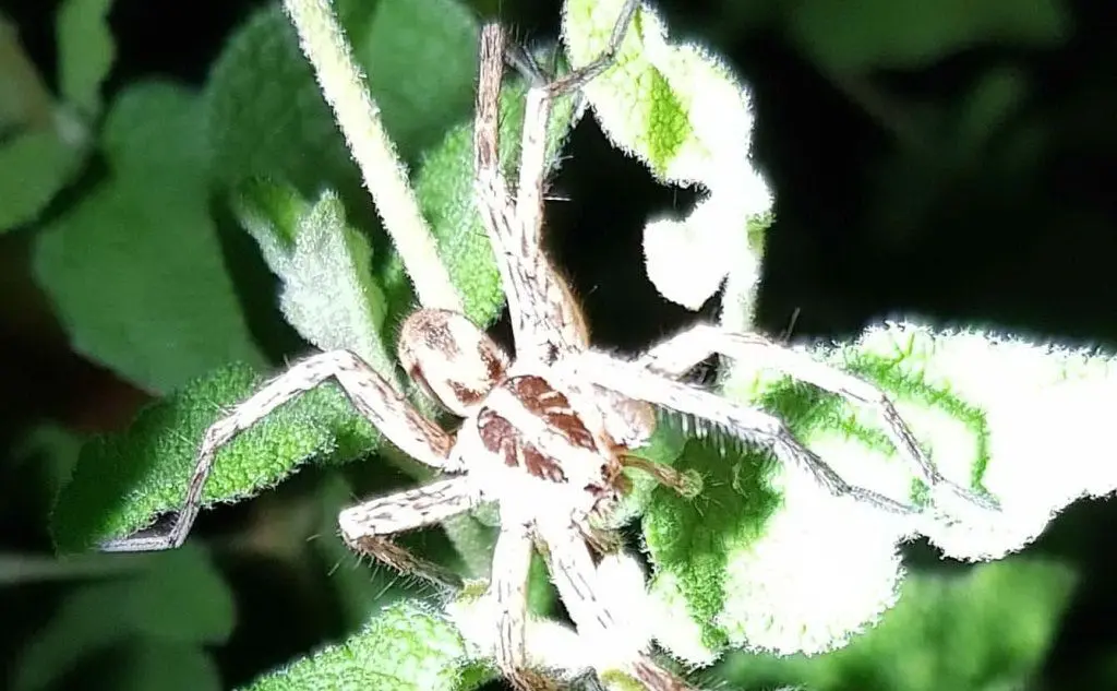 Un altro esemplare di ragno fotografato a Desulo, nella foresta Girgini, dal lettore Federico Porcu (07/08/2018)