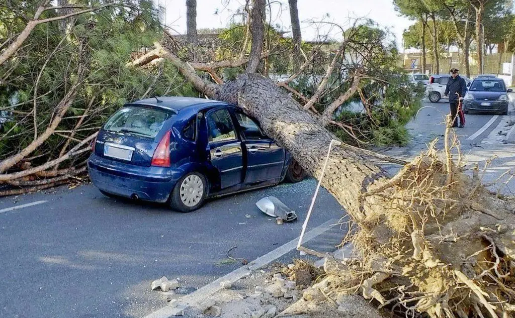 Vicino a Roma un albero è caduto su un'auto uccidendo un 45enne