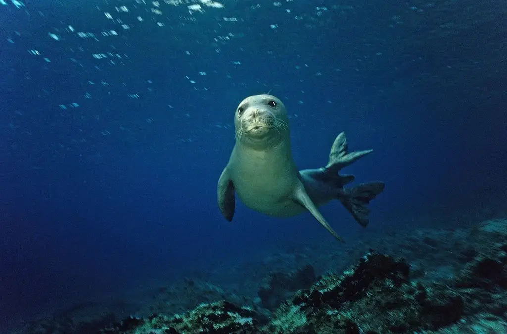 Una foca monaca (foto concessa)
