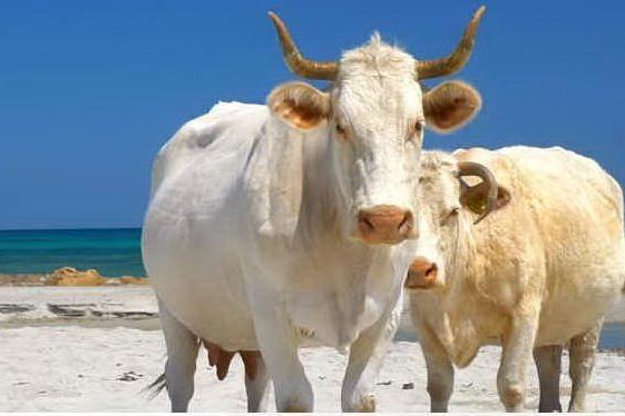 &quot;Muuu, che pacchia&quot;: Berchida, le vacche si rilassano in spiaggia