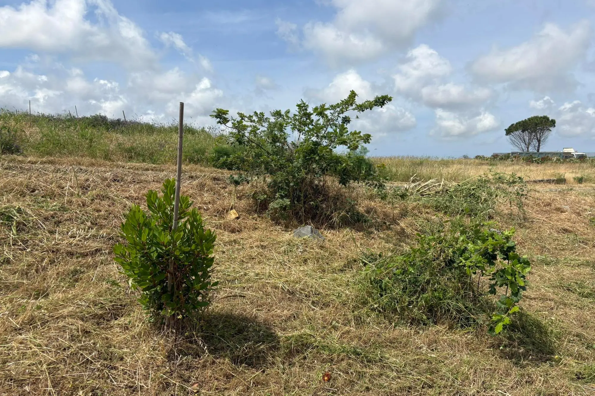 Nuove piante nel parco di San Giorgio