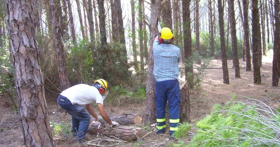 Nessuna soluzione per le cooperative  di riforestazione