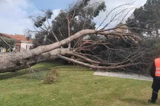 Lo storico albero finito a terra a marzo scorso (foto concessa)