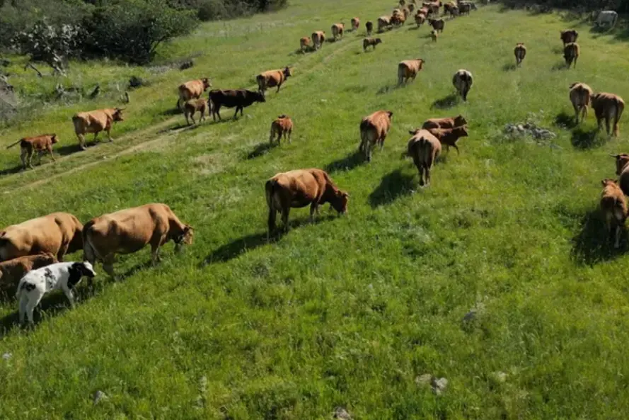 Bovini al pascolo a Feraxi (Muravera)