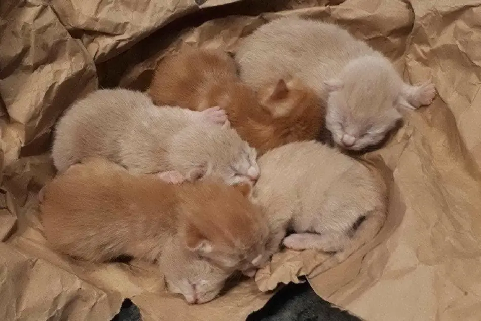 I gattini salvati (L'Unione Sarda - Pinna)