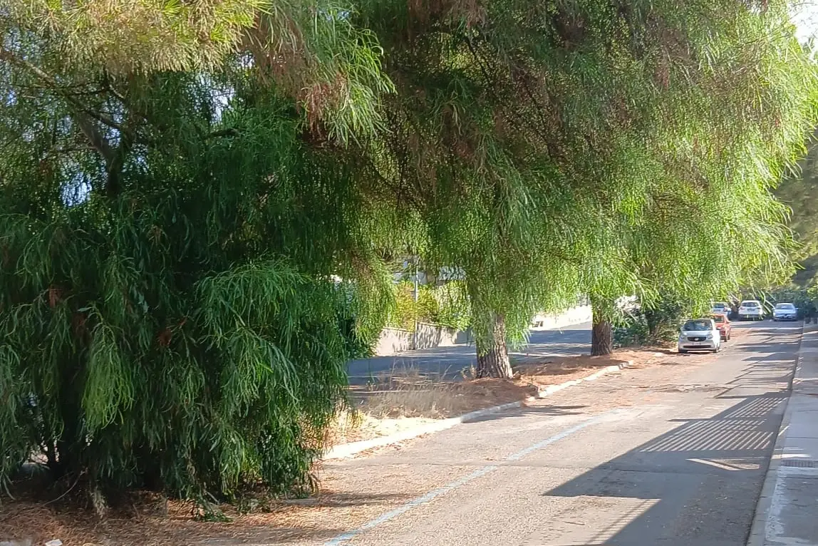 Gli alberi in via Melibodes