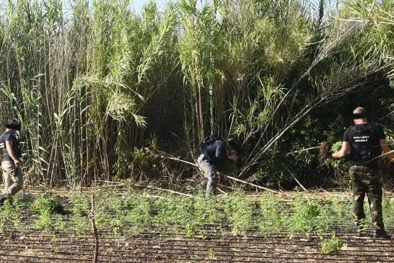 La piantagione posta sotto sequestro (foto polizia di Oristano)