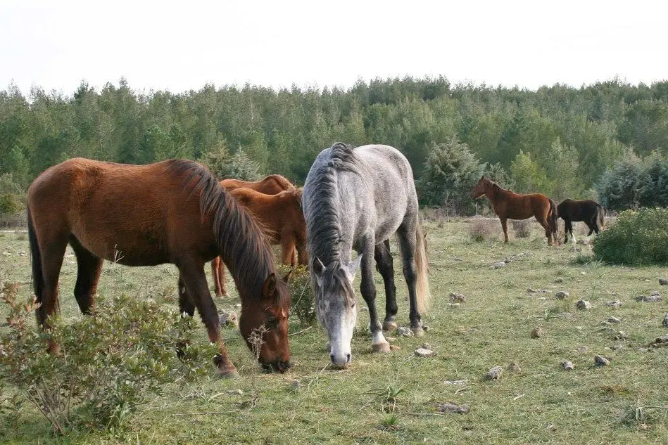 Un allevamento di cavalli