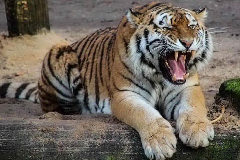 La tigre affamata banchetta con la preda
