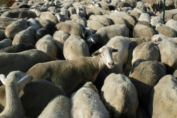 Nave affonda, morte quasi 16mila pecore