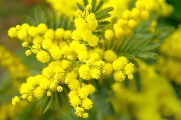 Mimose simbolo della Giornata sulle donne (foto concessa)