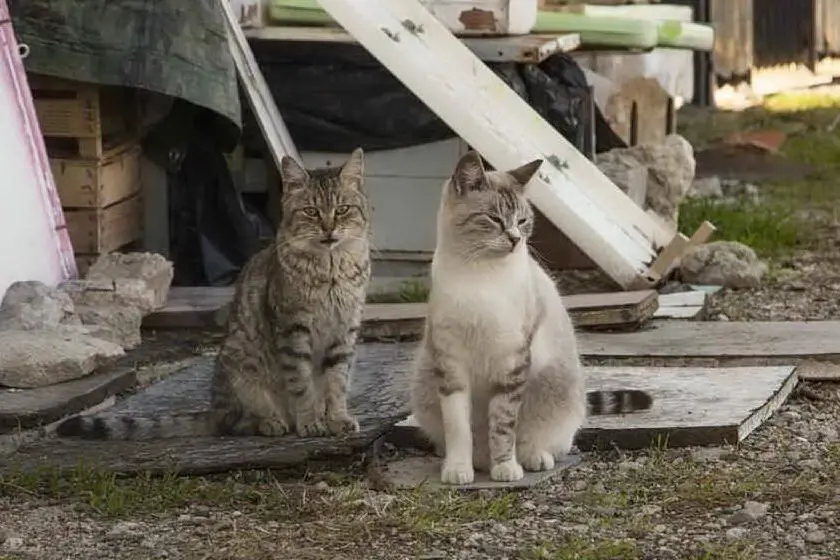 Due gatti (Archivio L'Unione Sarda)