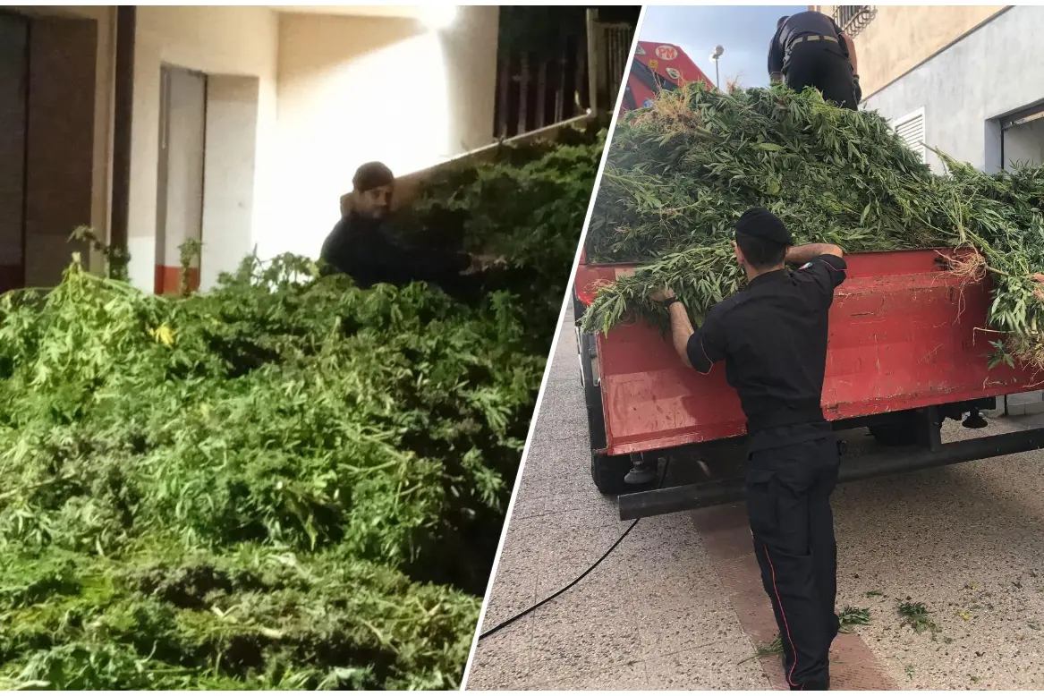 Le piante estirpate e sequestrate a Siligo (foto carabinieri)