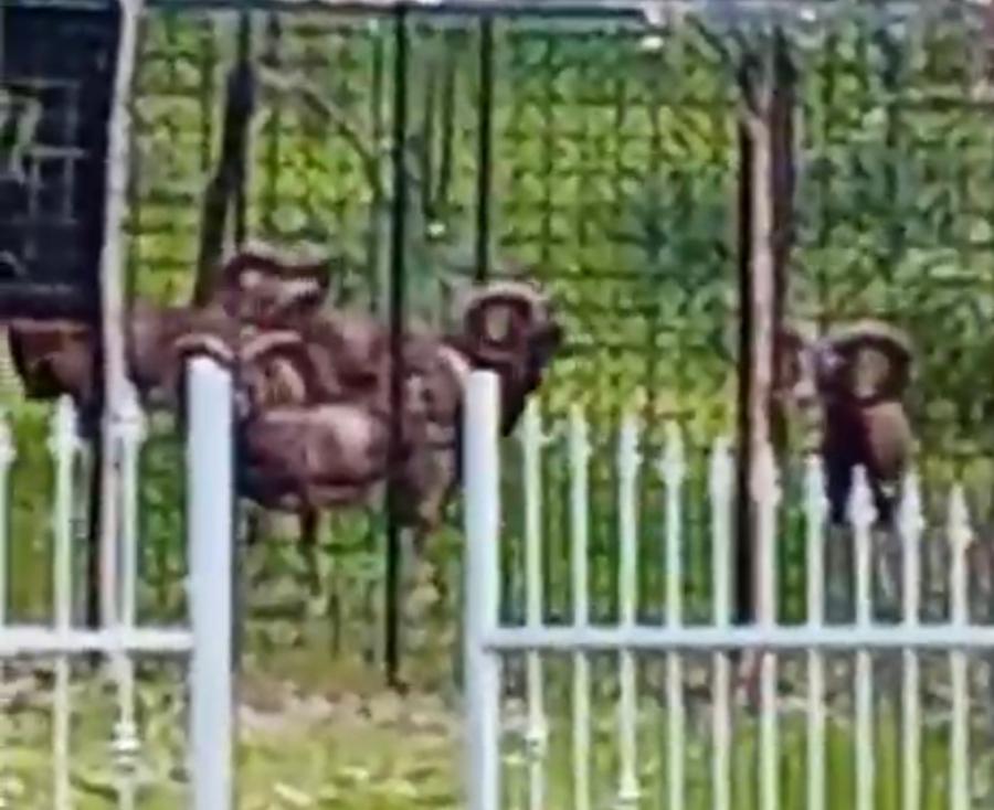 Catturati altri tre mufloni del branco di Bellavista