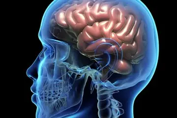 Giornata mondiale della Neurologia, la Professoressa Cocco: «Patologie del cervello in aumento in Sardegna»