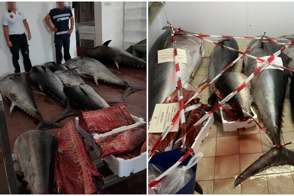 Le operazioni di controllo e il tonno sequestrato a Sant'Antioco (foto Guardia costiera)