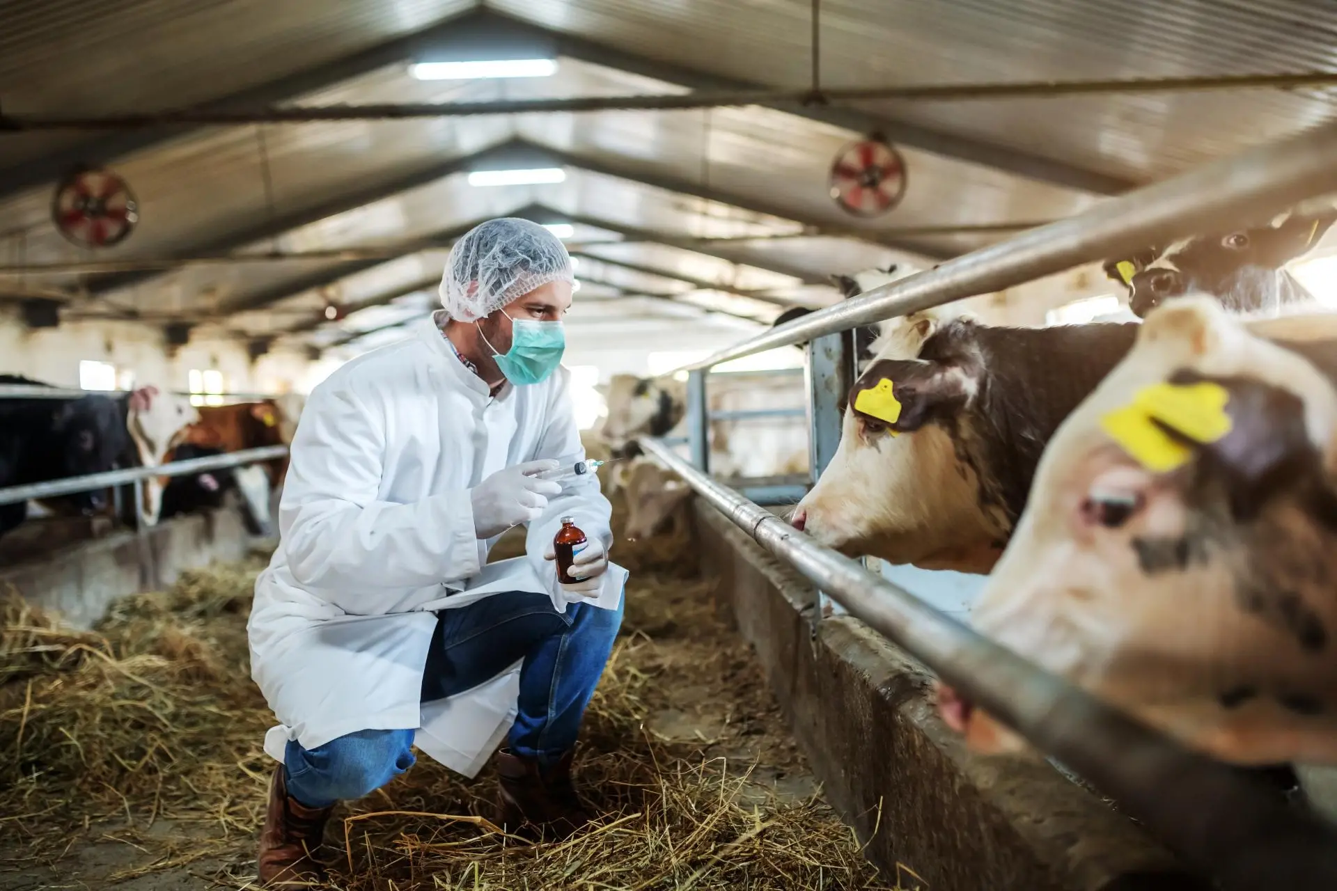 Controlli veterinari in un’azienda di allevamento dei bovini