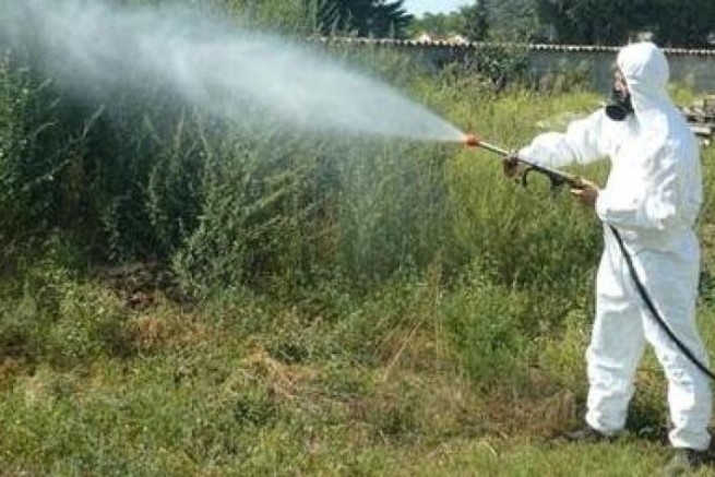 Invasione di zanzare: programmati gli interventi di disinfestazione a Torregrande