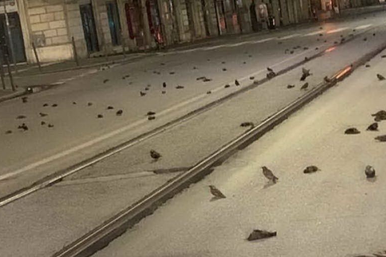 Strage di uccelli nella notte di Capodanno, centinaia trovati morti sull'asfalto