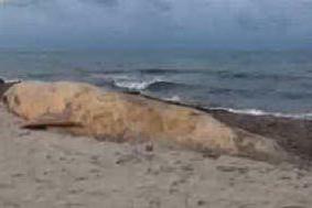 Sorso, balena spiaggiata a Platamona: &quot;Diventerà un'attrazione turistica&quot;