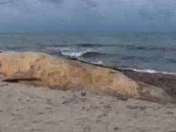 Sorso, balena spiaggiata a Platamona: &quot;Diventerà un'attrazione turistica&quot;