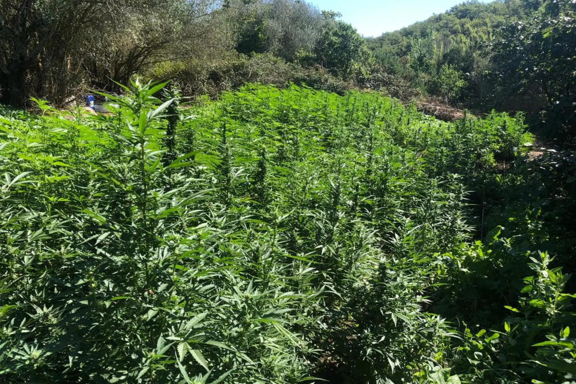 Una piantagione di marijuana (Archivio L'Unione Sarda)