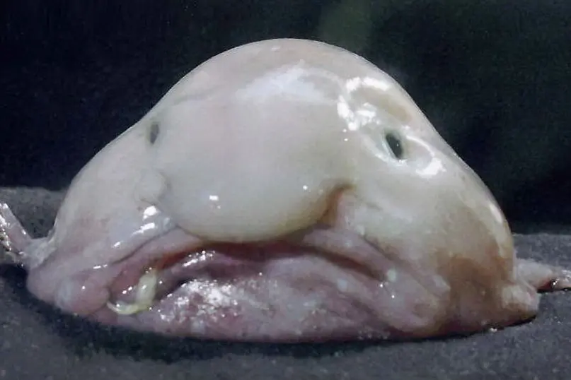 Il blobfish