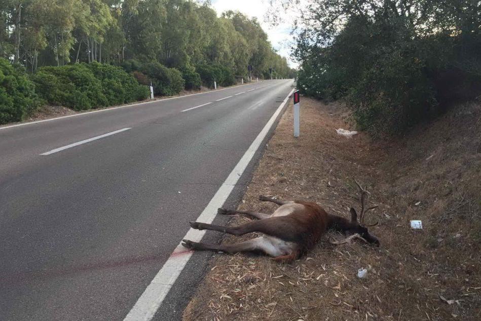 Cervo ucciso sulla Sulcitana, un uomo ferito