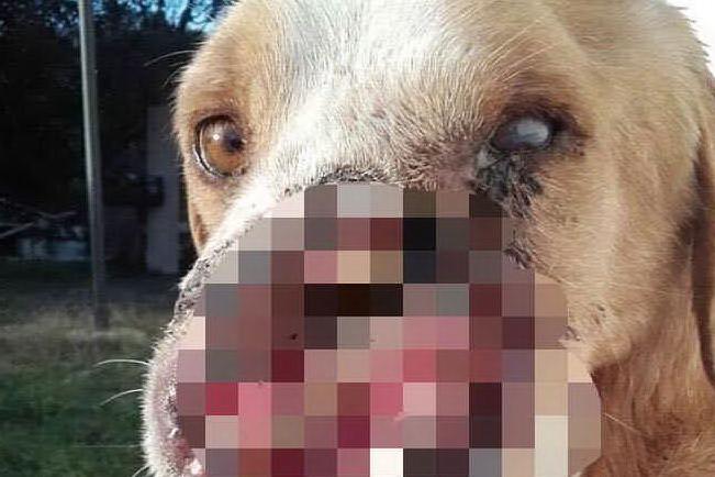 Uno sparo sul muso del cagnolino: a Olbia un nuovo caso di maltrattamenti