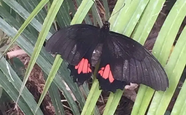 Una delle 400 farfalle ospitate nella serra