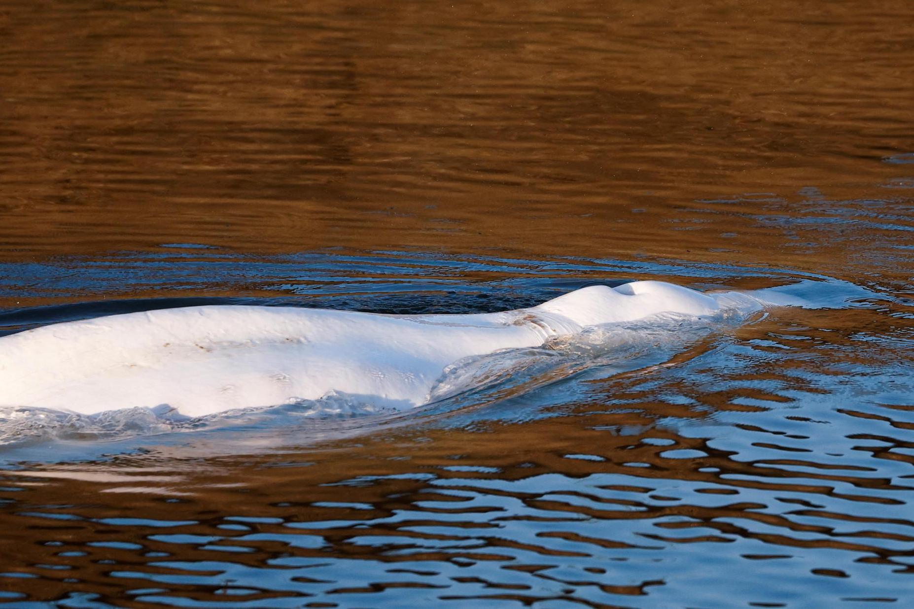 Beluga extracted from the Seine is dead
