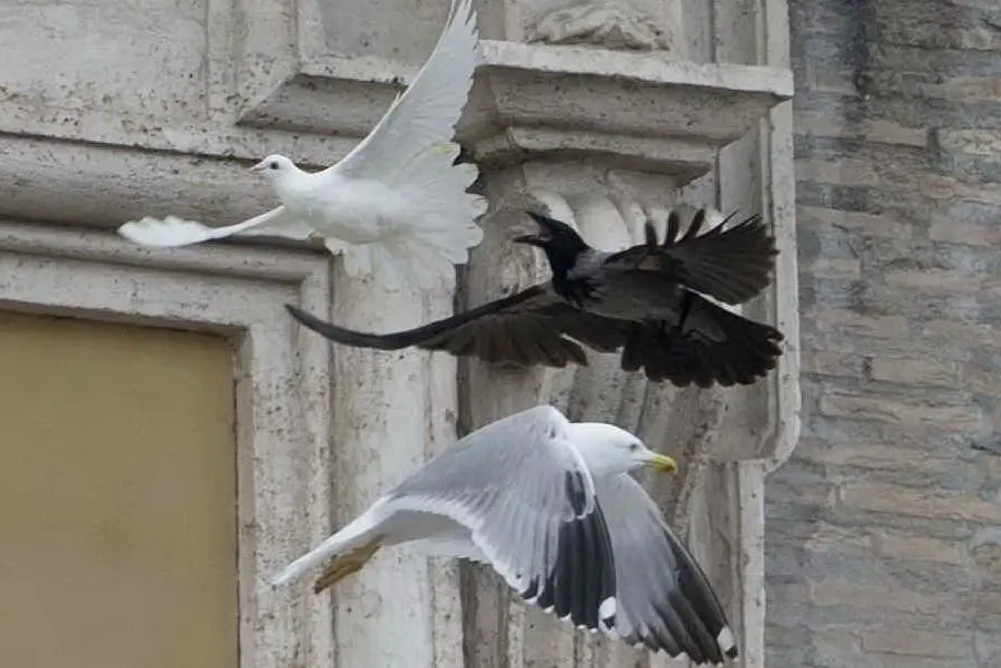 Le colombe del Papa attaccate da un corvo
