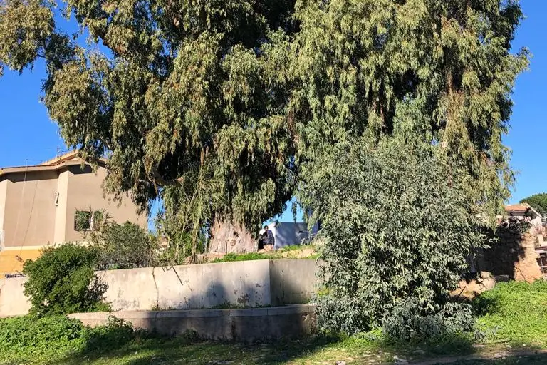 L'eucalipto accanto al quale scorrera la strada (Murgana)