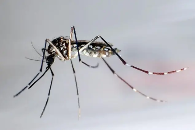 Allerta per la febbre del Nilo a Paulilatino