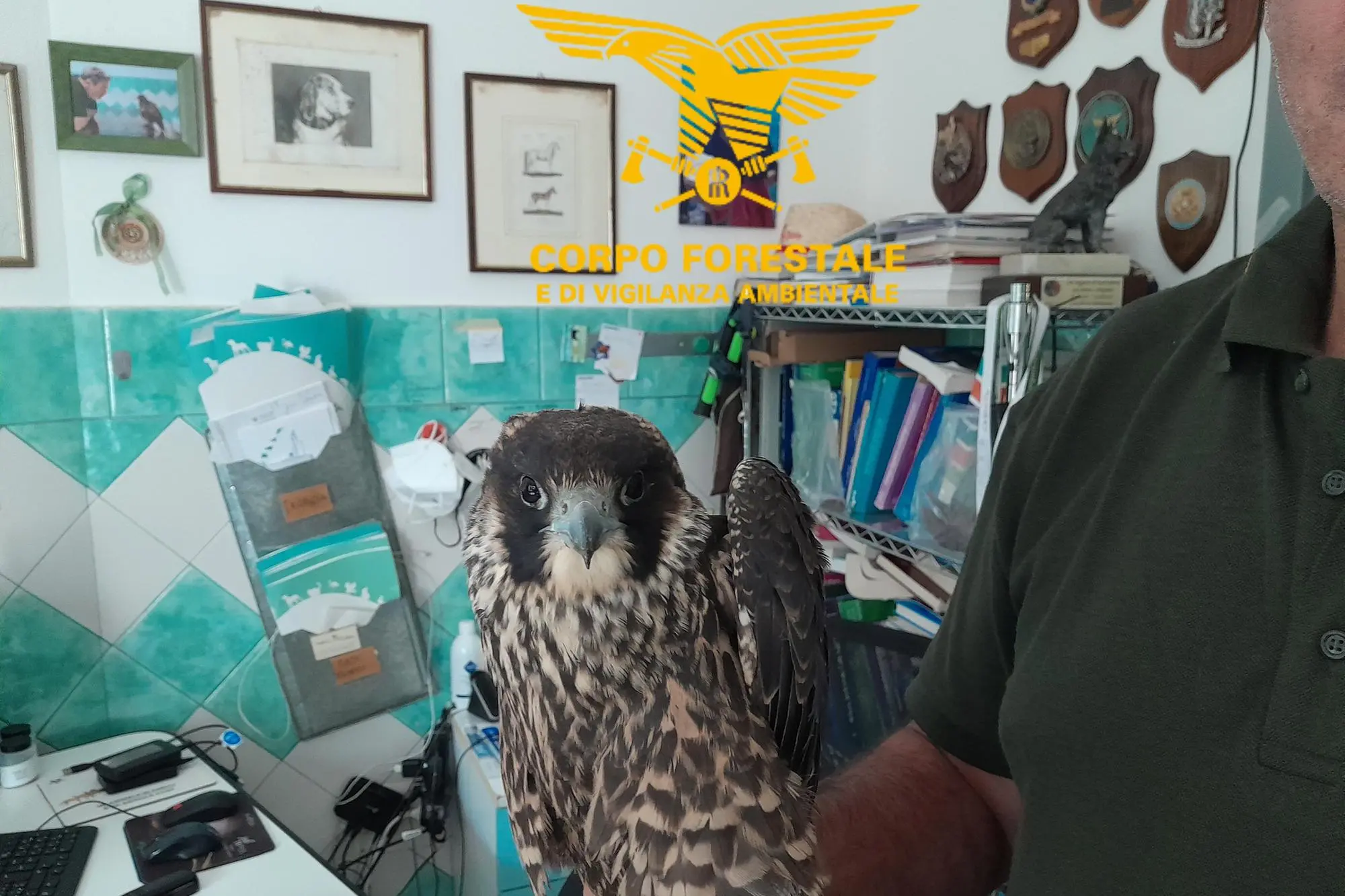 Il falco pellegrino (foto Corpo forestale)