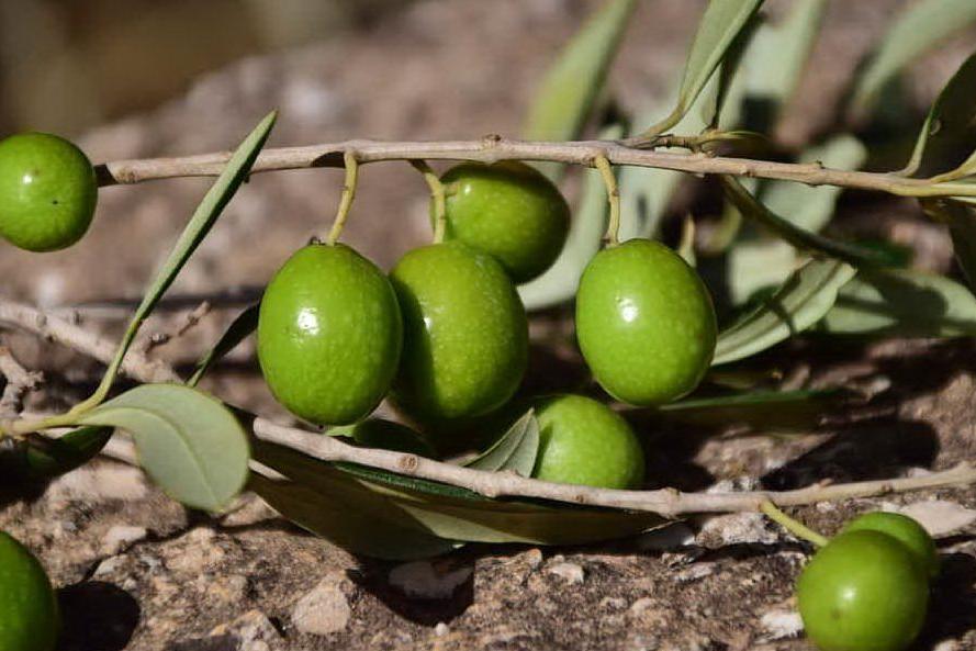 Sardegna e Tunisia si incontrano in Fiera per parlare di olive