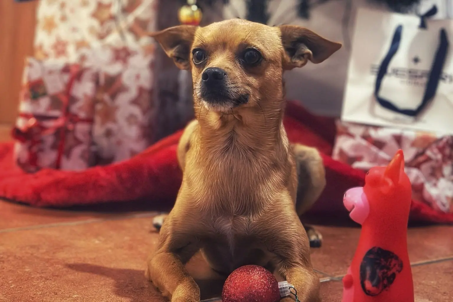 Buon Natale da Pippo