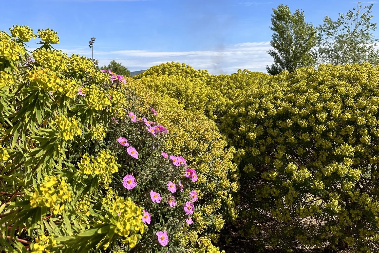 Il Giardino Botanico di Masullas (foto concessa)