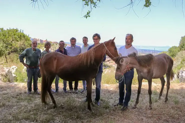 I due cavalli adottati (Foto Ufficio stampa Comune)